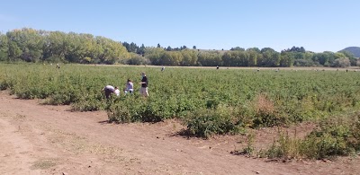 La Cueva Raspberry Farm