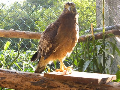 Photos of Eaglesrest Homestay