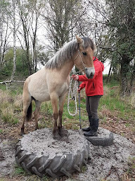 Photo n°4 de L'Equit de Lulu à Sarbazan (Service de tours de poneys)