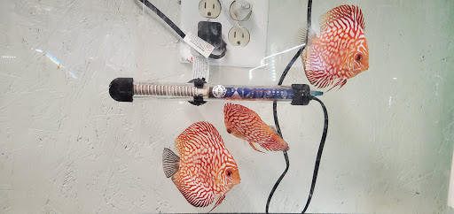 Jorge's Aquatics - Thumbnail