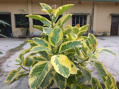 Photos of Taherpur Taq