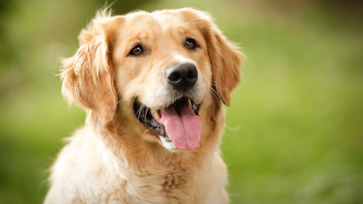 Photos of Chathams Small Animal Hospital