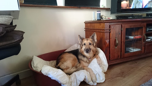 Always Wagging - Visual