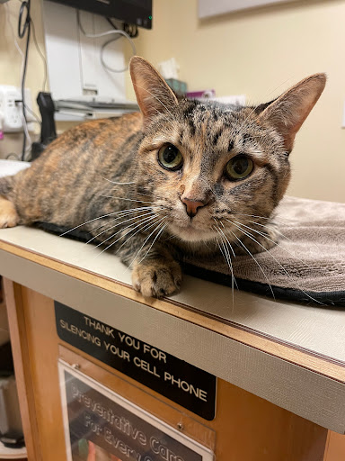 The Cat Doctor Veterinary Hospital