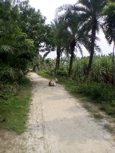 Photos of তিল্লা