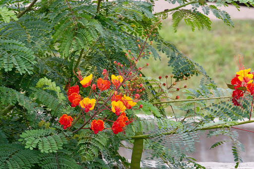 Dave Drive Nature Preserve - Thumbnail