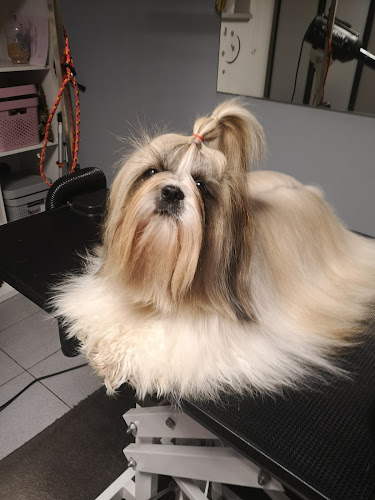 Numer telefony do Salon psiej urody "Stylowy pupil''