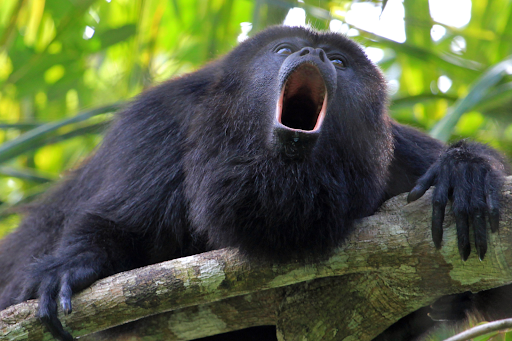 Howler Monkey Mangrove - Tamarindo Kayak Tour Experience
