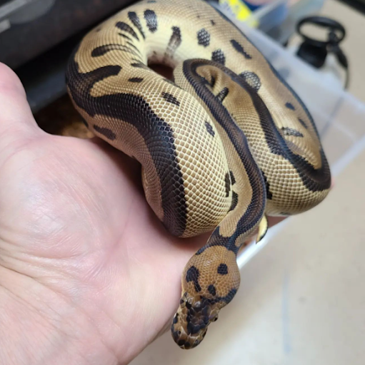 Chain Reaction Exotics - Visual