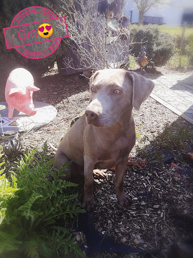 DODO’s HUNDESALON für alle Rassen. Fritzlar, Wabern, Homberg-Efze - Thumbnail