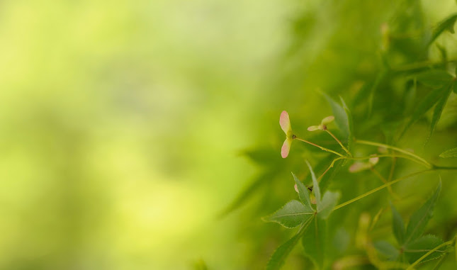 Carré Nature