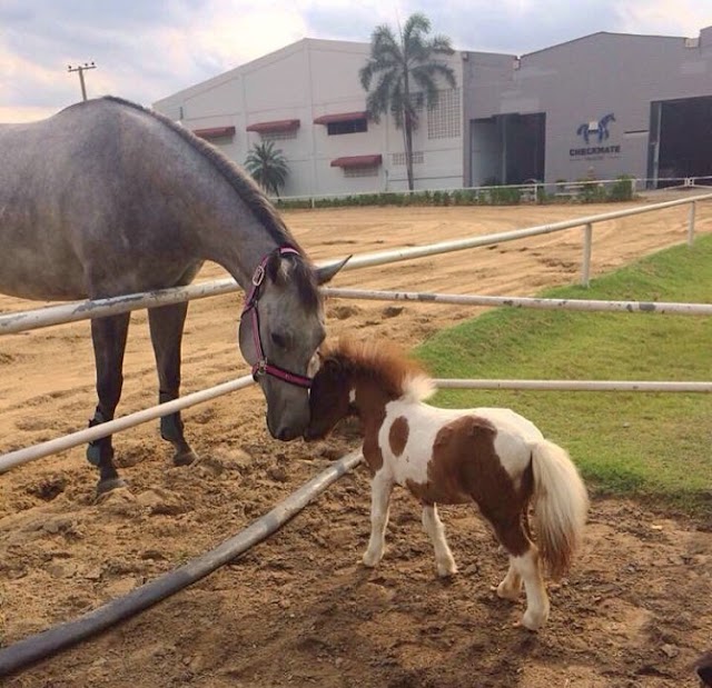 Checkmate Horse Club