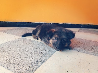veterinary-care