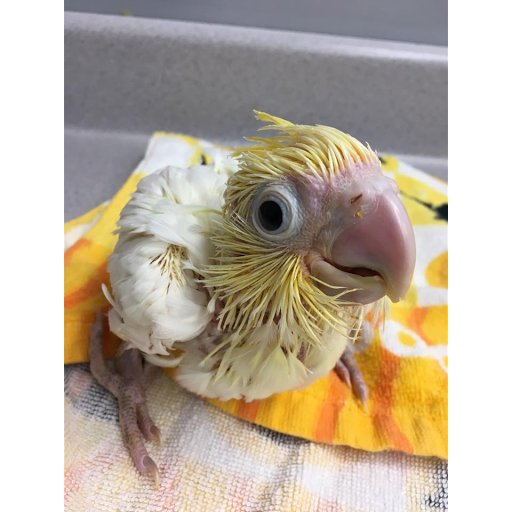 Feathered Friends Gallery - United States