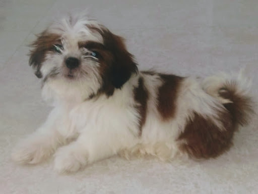 🐩 Shih-Tzu puppies available. post image