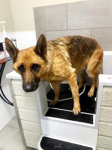 Dingo's Natural Pet Food, Self-Wash & Grooming Gallery - United States