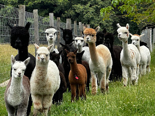 Photo n°6 de Alpaganie à Champniers-et-Reilhac (Gîte)