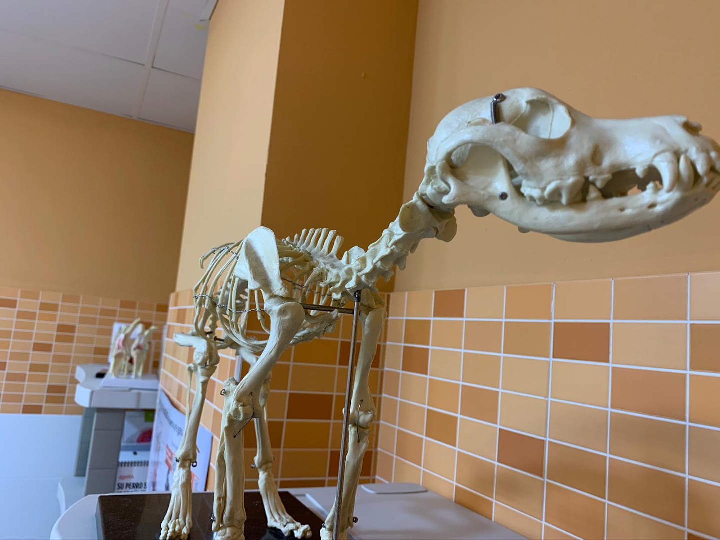 Centro Veterinario A Marosa