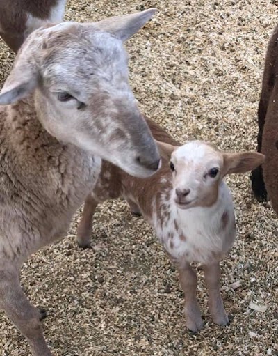 Petting Barn - Fort Worth Zoo