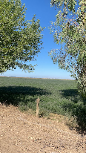 Rancho San Martin Alfalfa & Sudan - Thumbnail