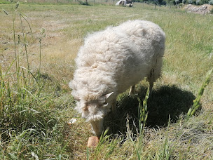 Photo n°20 de Camping Les Rives de Vilaine à FEREL à Férel (Terrain pour camping-cars)