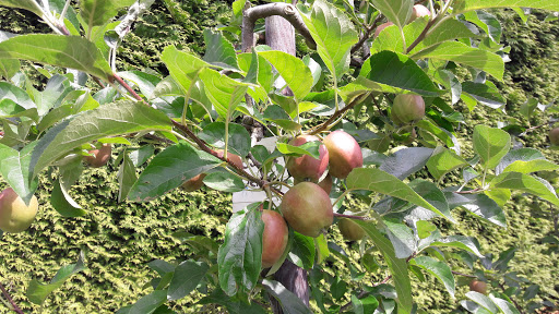 De Fruitgaard - Visual