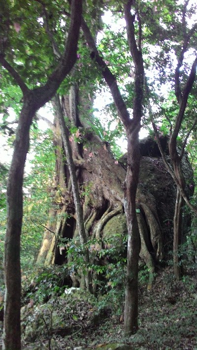Photos of RAINFOREST WEST BALI