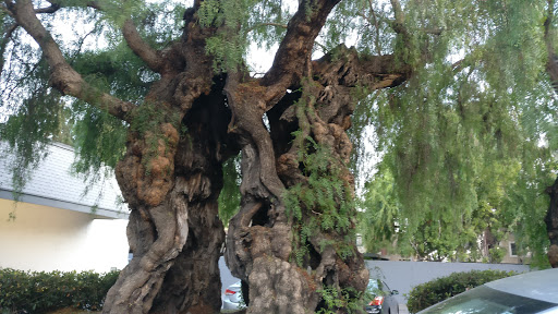 Pepper Tree Lounge - Thumbnail
