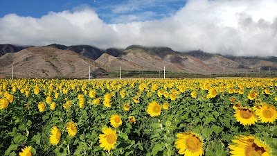 Sunflower Field