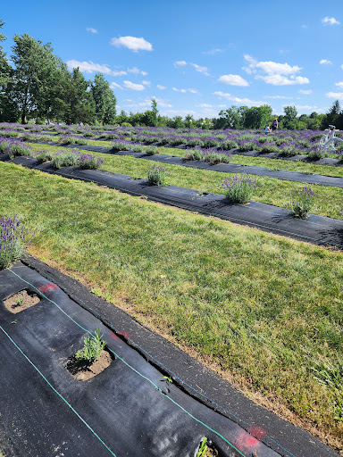 Indigo Lavender Farms - Thumbnail
