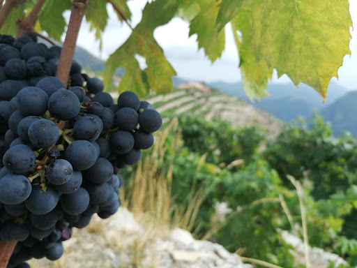 A Trincea - Visual