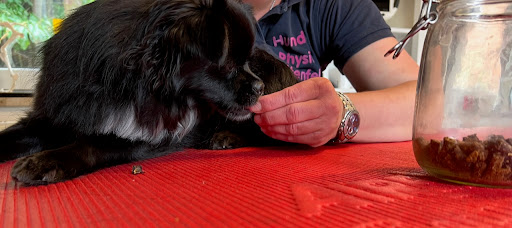 Hunde-Physio Breitenfelde Osteopathie und Physiotherapie für Hunde - Thumbnail