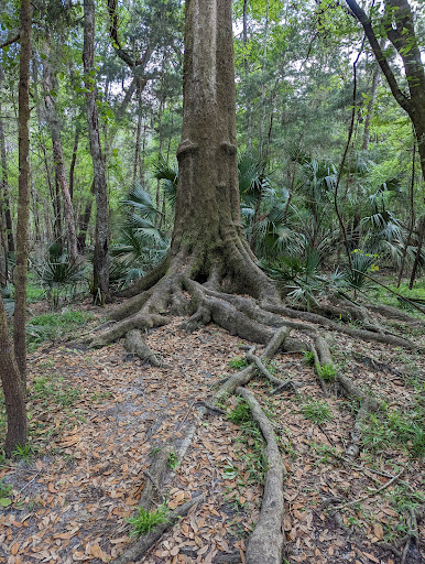 San Felasco State Hammock Preserve Parking
