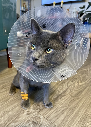 Affordable Animal Hospital: Eagle Rock - Thumbnail