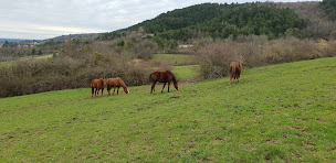 Photo n°4 de Cheval Bugey à Ceyzériat (Service de tours de poneys)