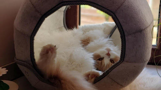 Photo de Pension féline La Chat'Made à Ramonchamp (88160)