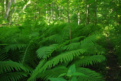 Photos of Poruni trail