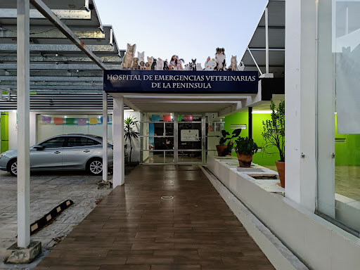 Hospital de Emergencias Veterinarias de la Península - Thumbnail