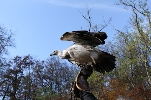 Greifvogelpark Saarburg - Thumbnail