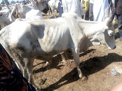 Photos of Ram, Sheep & Goat Market