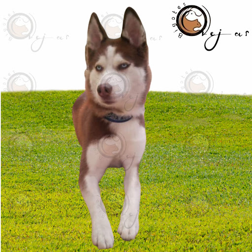 Orejas y Bigotes - Estetica canina y venta de accesorios para mascotas.