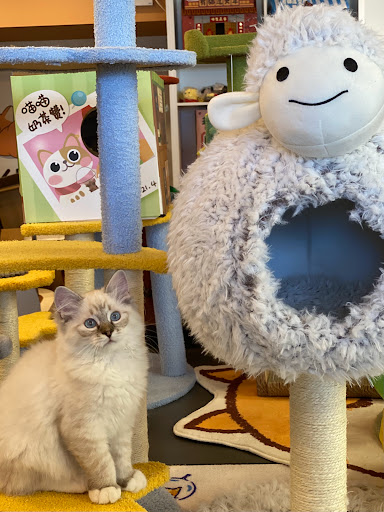 Kikimo Pet Club Gallery - Canada