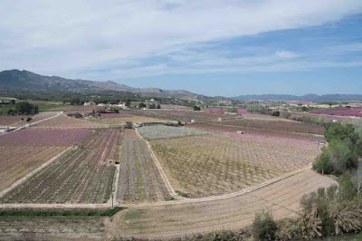 Photos of Ayuntamiento de Cieza