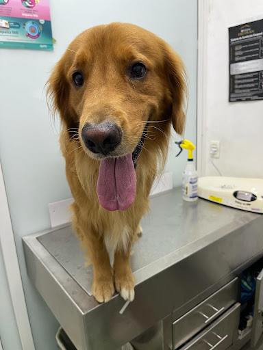 Clínica Veterinaria Cancún