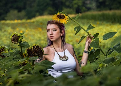 Draper WMA Sunflower Fields