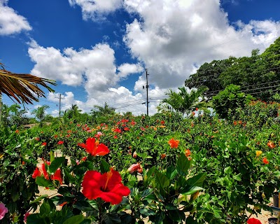 Sunkiss Nursery