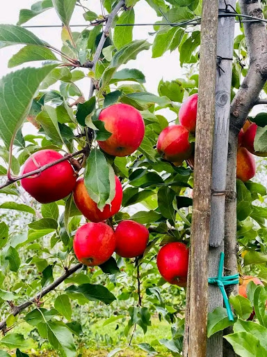 Paradise Pointe Orchard - Thumbnail