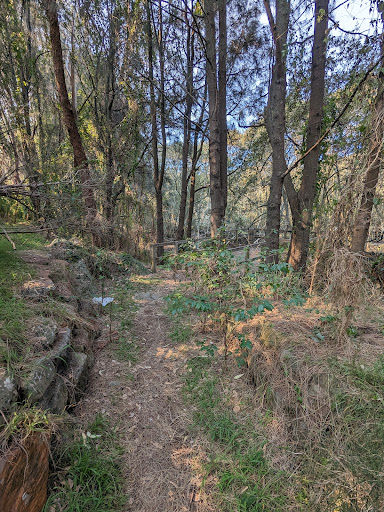 Banksia Field - Thumbnail
