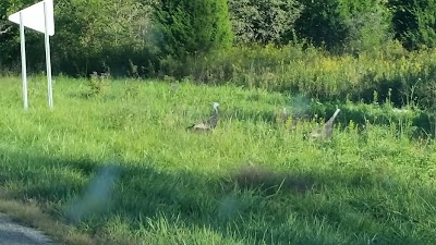 Photos of Turkey Run Canoe & Camping