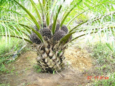 Photos of Danau Siombak
